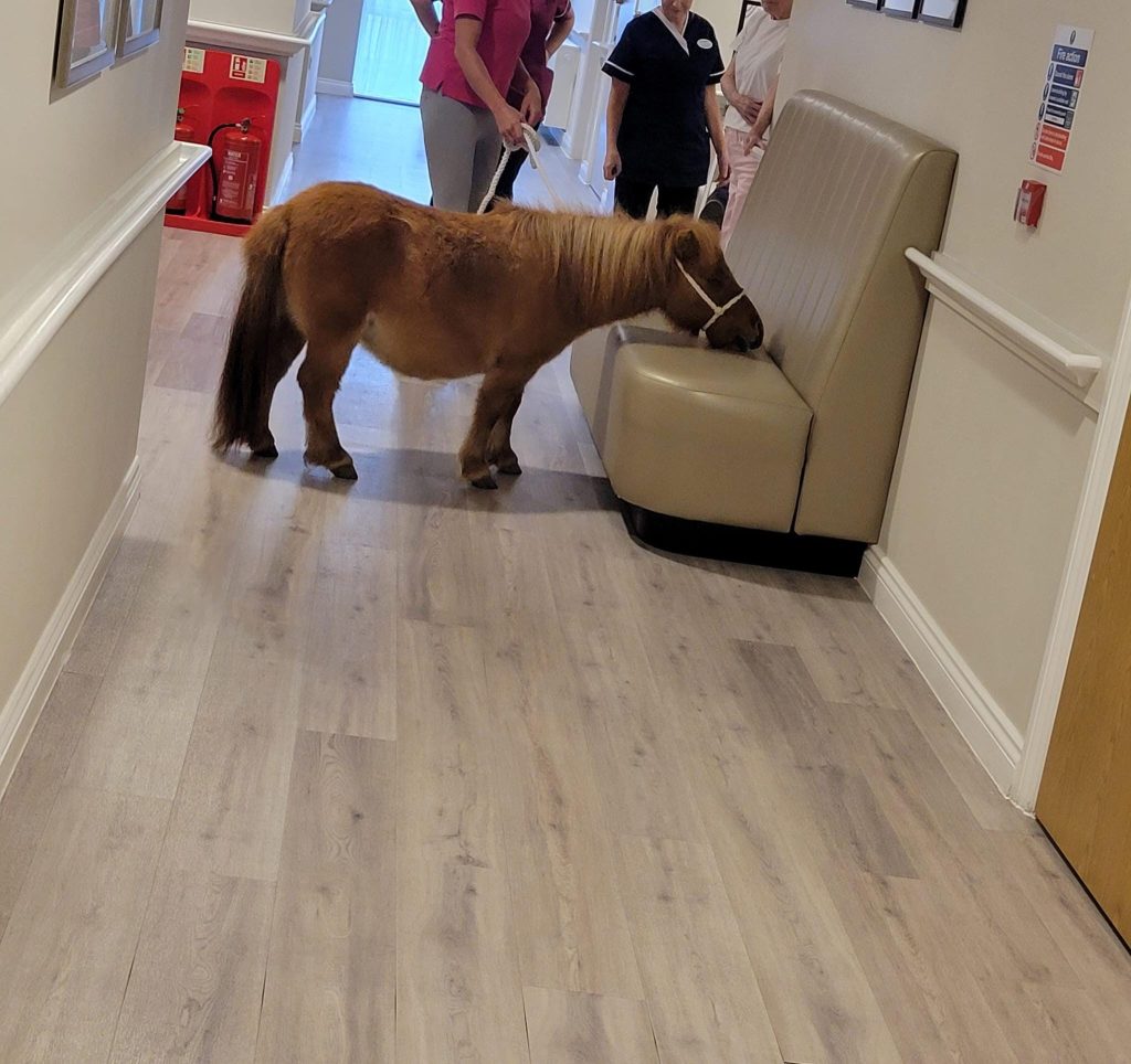 Ponies visit Astley View Care Home in Chorley 