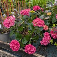 Astley View Care Home residents enjoy meaningful community trip to Birkacre Garden Centre