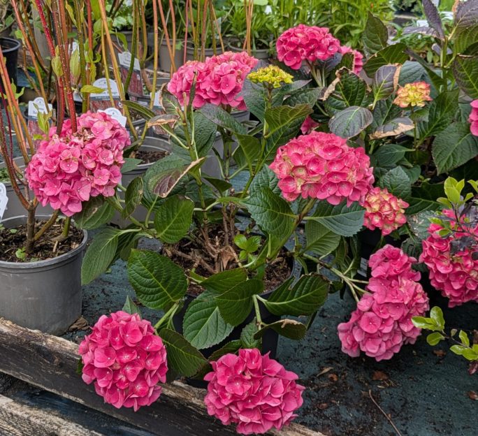 Astley View Care Home residents enjoy meaningful community trip to Birkacre Garden Centre