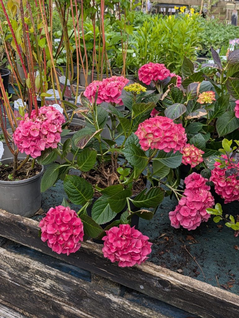Astley View Care Home residents enjoy meaningful community trip to Birkacre Garden Centre